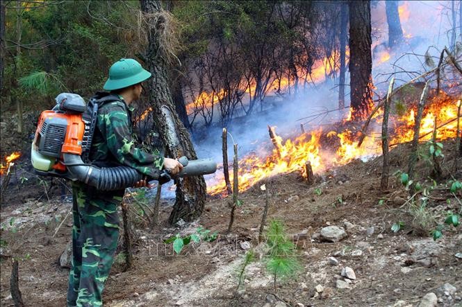 Các lực lượng chức năng nỗ lực dập lửa tại xã Diễn Lợi, huyện Diễn Châu (Nghệ An) sáng 28/6. Ảnh: Tá Chuyên/TTXVN