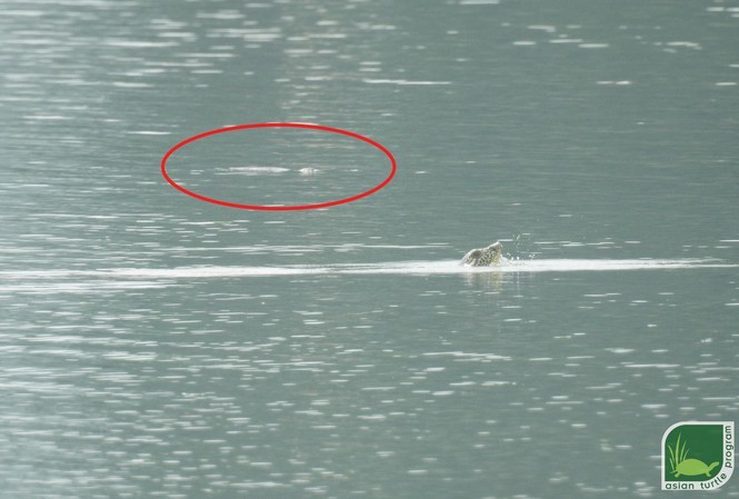 Bức ảnh ghi nhận 2 cá thể rùa Hoàn Kiếm cùng nổi lên ở hồ Đồng Mô. Ảnh: ATP