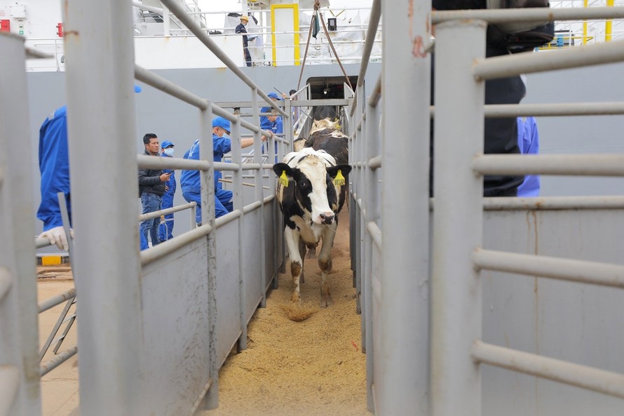 1.941 con bò sữa do TH nhập khẩu đã cập cảng Cửa Lò – Nghệ An đêm 8/3.