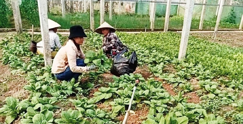 Bà con hợp tác xã Nông sản an toàn xã A Ngo thu hoạch bắp cải 