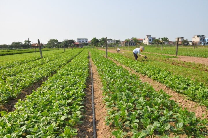 Mô hình trồng rau an toàn của HTX Nam Cường đã được cấp giấy chứng nhận VIETGAP