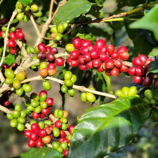Khám phá đặc sản Lâm Đồng qua loạt món ngon làm từ hạt đến cả vỏ cà phê