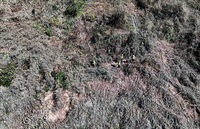 Hiện trường vụ phá rừng trên lâm phần được giao cho Ban Quản lý rừng phòng hộ Đắk R’măng (trực thuộc Sở Nông nghiệp và Phát triển nông thôn Đắk Nông). Ảnh: TTXVN