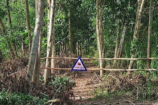 Gần 80% diện tích rừng của Cà Mau bị khô hạn, nguy cơ cháy cao
