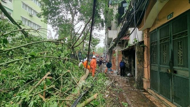 Cây Bông Gòn trên phố Vũ Hữu (quận Thanh Xuân) bị đổ làm gãy cột điện. Ảnh: Linh Khánh-TTXVN