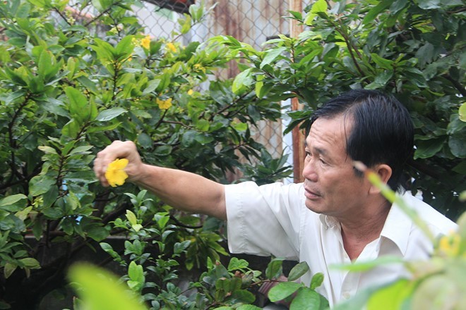 Nhiều vườn mai đã bắt đầu nở vì thời tiết thất thường tại Sài Gòn. Ảnh: Thái Nguyễn.