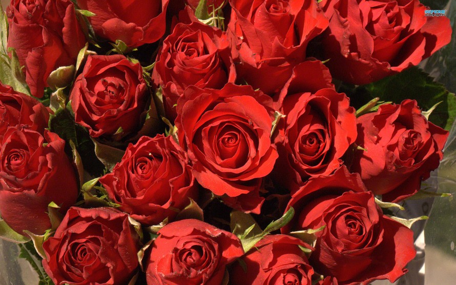 Hình ảnh hoa hồng EcuadorHoa hồng giá nửa triệu cao hơn người cháy hàng dịp Valentine