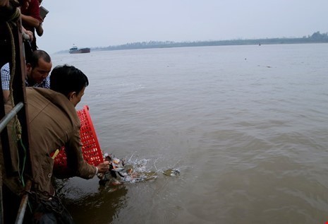 Bộ Công an được đề nghị điều tra vụ phóng sinh cá có hại xuống sông Hồng.