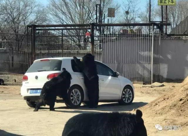 Con gấu đen cố gắng thò móng vuốt qua khe cửa kính ôtô. Ảnh: Shanghaiist.