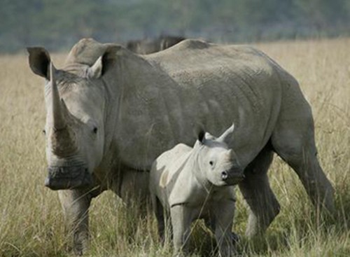  Tê giác trắng tại Nam Phi. Ảnh: rhinos-irf.org