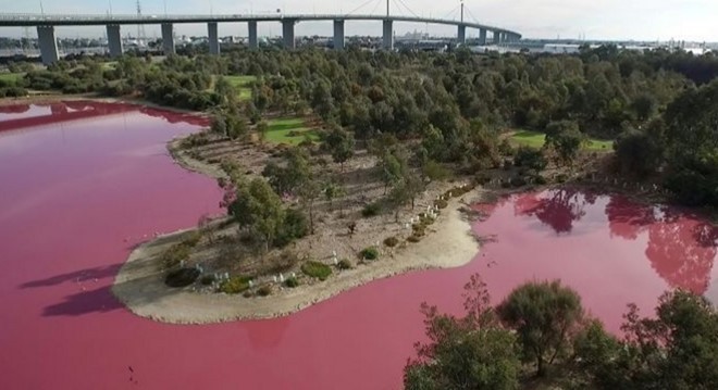 Nước hồ Aussie ở công viên Westgate, Australia chuyển sang màu hồng hoàn toàn là hiện tượng tự nhiên và xảy ra theo mùa. Ảnh: AFP.