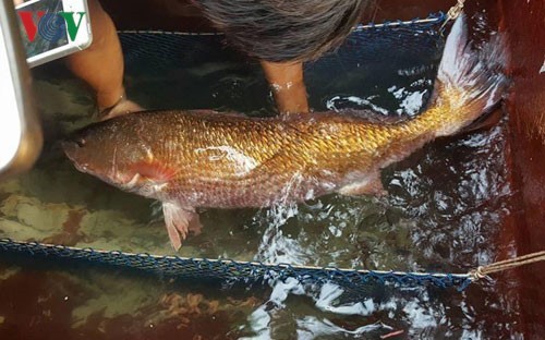 Con cá nặng hơn 8 kg toàn thân có màu vàng óng nghi là loài cá sủ vàng được anh Sử đánh bắt trước đó vào ngày 3/3.
