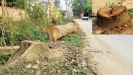 Sở Xây dựng đề nghị các địa phương nghiêm cấm tình trạng tự ý chặt hạ, dịch chuyển cây xanh.