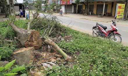 Một cây xanh khá to bị chặt hạ trên địa phận xã Bình Yên. Ảnh: Trường Phong.