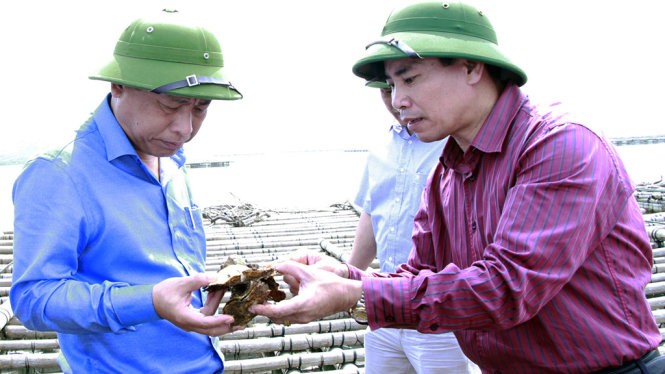 Ông Nguyễn Hữu Giang, giám đốc Sở NN&PTNT (bìa trái) cùng chủ tịch UBND huyện Tiên Yên Trương Công Ngàn (bìa phải) kiểm tra hiện trạng hàu chết .