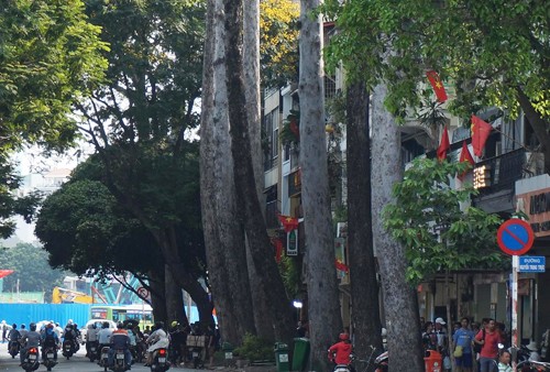 Hàng loạt cây xanh trên đường Lê Lợi tiếp tục bị đốn hạ để xây dựng tuyến metro số 1. 