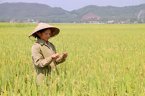 Người dân xã Mỹ Lộc buồn bã vì ruộng lúa bị nhiễm bệnh đạo ôn cổ bông.