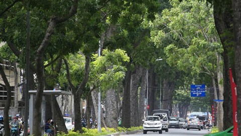 Hàng cây trên đường Tôn Đức Thắng, quận 1, TP.HCM sẽ bị đốn hạ để xây dựng cầu.