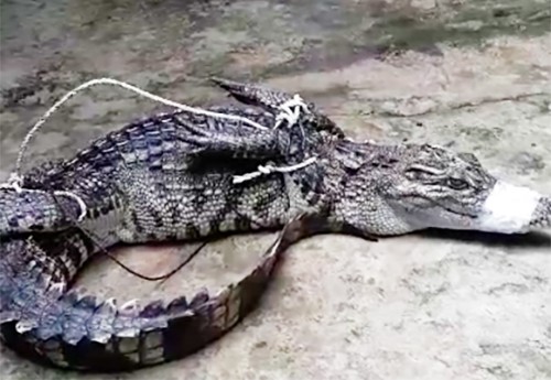 Cá sấu xuất hiện dưới kênh ở huyện Châu Thành A, Hậu Giang bị người dân bắt. Ảnh: Diễm Thúy.