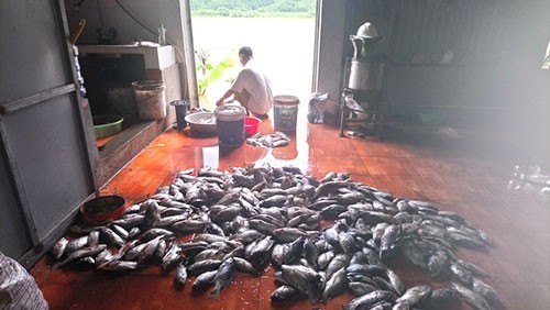 20 tấn cá chết của một hợp tác xã thuộc huyện Kỳ Sơn (Hòa Bình). 