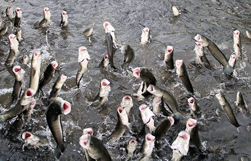 Đàn cá lóc bay tại mô hình du lịch cộng đồng của người dân Cồn Sơn. Ảnh: Cửu Long.
