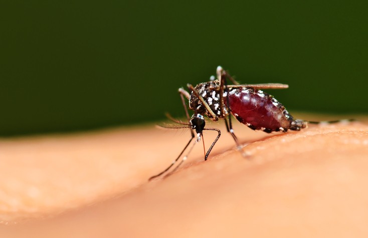 Hà Nam là tỉnh đầu tiên công bố dịch sốt xuất huyết