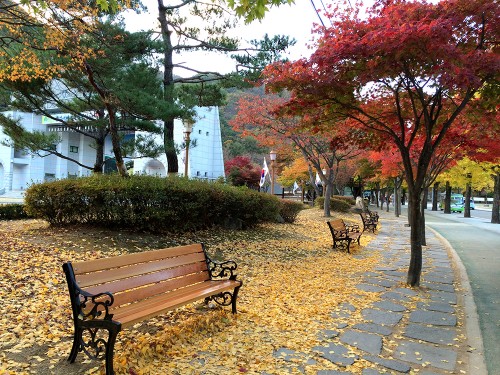 Hàn Quốc là điểm đến thu hút nhiều khách Việt dịp mùa thu.