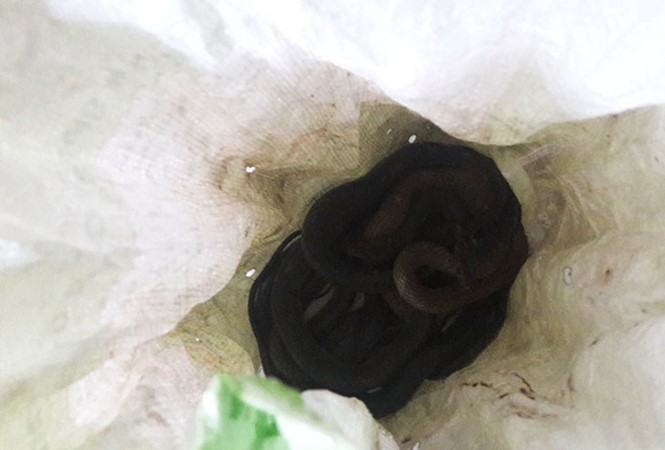 Bao tải chứa đầy rắn được phát hiện vào tối ngày 29/8 khiến cả tổ 9, phường Tân Chính (quận Thanh Khê, TP Đà Nẵng) hoang mang.