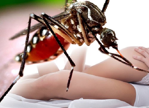 Virus Zika có thể lây truyền qua đường tình dục. Ảnh: Conceptnewscentral.