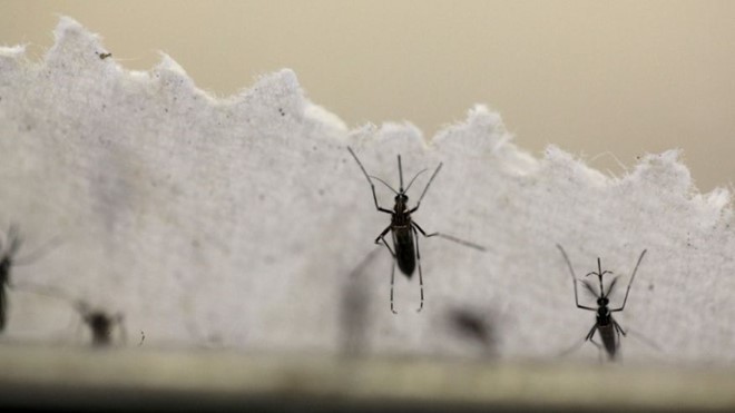 Muỗi Aedes aegypti trong phòng thí nghiệm của Trung tâm Kiểm soát và Ngăn ngừa Dịch bệnh Mỹ. Ảnh: Reuters.