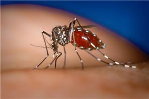 Số người Sài Gòn nhiễm virus Zika tăng lên 46