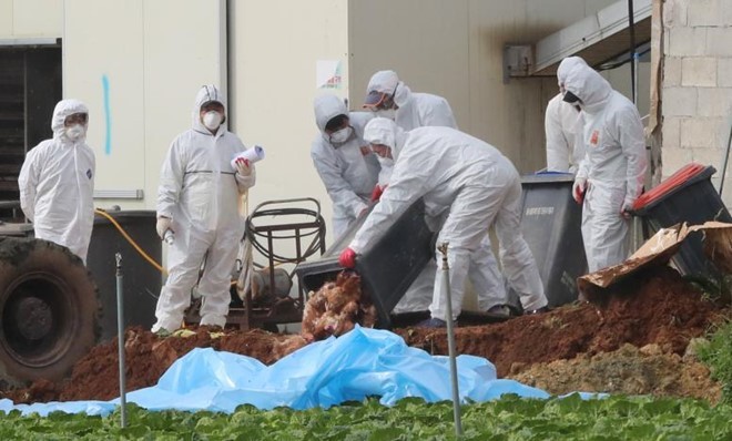 Cơ quan chức năng tiêu hủy gia cầm tại trang trại phát hiện virus cúm H5N6 ở Haenam, miền nam Hàn Quốc hôm 17/11. Ảnh: Yonhap/Reuters.
