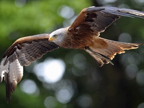 Chim ưng sẽ chặn UAV mà ít gây ảnh hưởng đến môi trường xung quanh