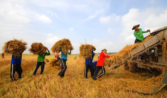 Xuất khẩu gạo 11 tháng mới đạt khoảng 2 tỷ USD, giảm 25% về khối lượng so với cùng kỳ 2015. 