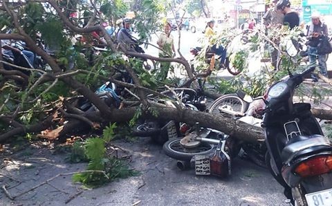 11 người thương vong do cây xanh gãy đổ ở Sài Gòn năm 2016