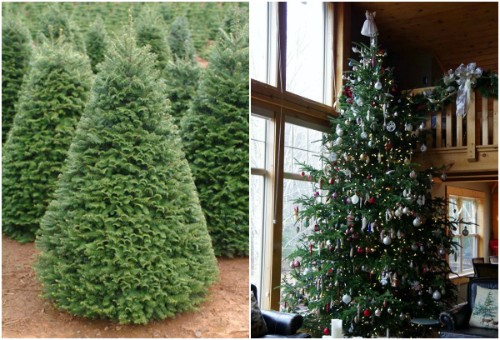 Mùa Giáng sinh năm nay lần đầu tiên có cây thông thật nhập khẩu phục vụ thị trường.