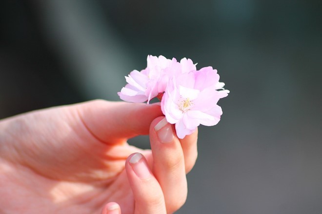Hoa đào là một vị thuốc có tác dụng làm đẹp. Ảnh: Pixabay.