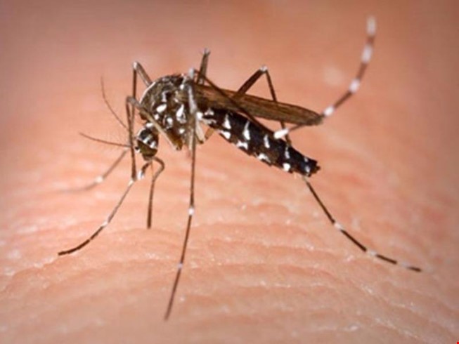 33 xã, phường có dịch sốt xuất huyết và Zika