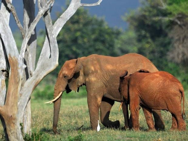 Các chuyên gia lo ngại rằng loài voi châu Phi sẽ biến mất trong 20 năm nữa. Ảnh: AFP.