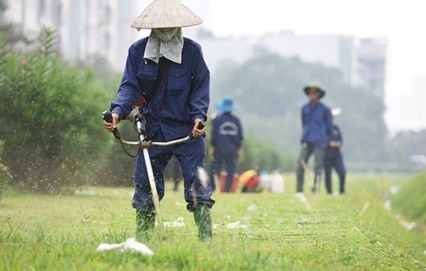 Hà Nội quy định mỗi năm cắt cỏ 18 lần.