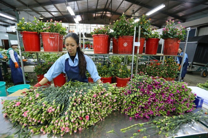 Hoa được xử lý tại một nông trại lớn của Đà Lạt. 