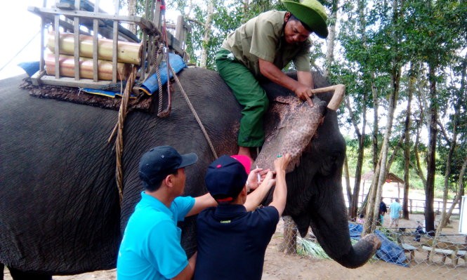 Bác sỹ thú y Trung tâm Bảo tồn voi Đắk Lắk lấy mẫu máu đánh giá khả năng sinh sản cho voi nhà