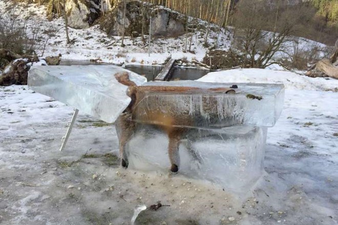 Xác con cáo trong khối băng trên sông Danube. 
