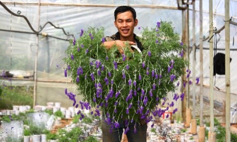 Độc đáo bonsai lavender chơi Tết