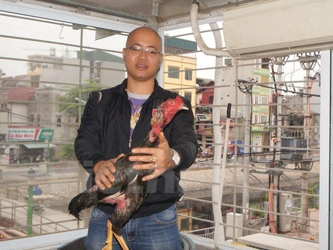 Anh Nguyễn Hoài Nam chia sẻ, chăm sóc gà chọi như chăm một đứa trẻ.