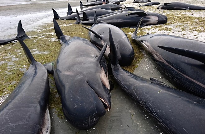 Bờ biển ở Mũi Farewell đầy xác cá voi chết sau một đêm. Ảnh: Reuters.