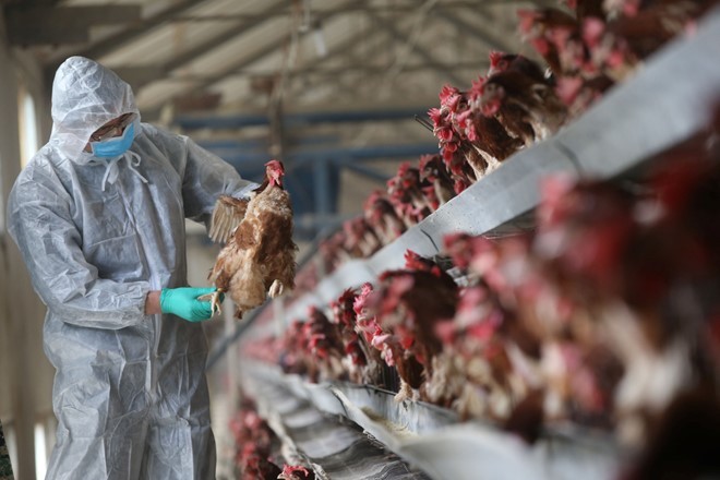 Một chuyên viên kiểm định chất lượng đang kiểm tra một con gà tại chợ gia cầm ở tỉnh Hồ Bắc hôm 3/2. Ảnh: Reuters.