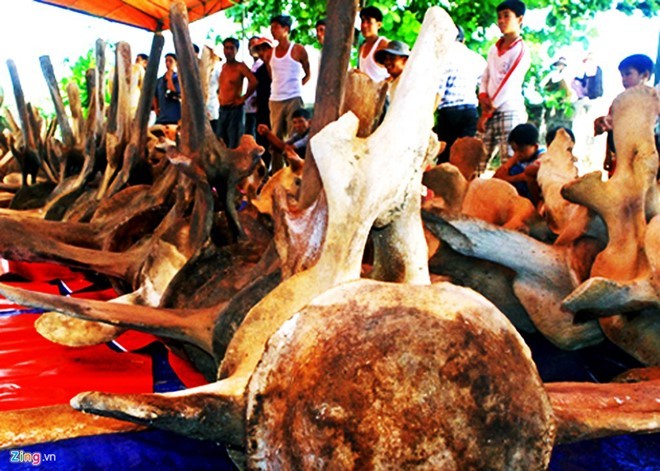 Bộ xương cá voi khổng lồ ở Lăng Tân (huyện đảo Lý Sơn). 