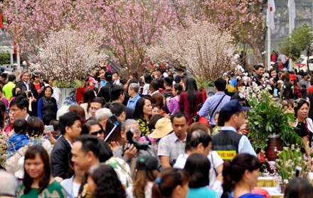 Hoa anh đào Nhật Bản sẽ khoe sắc tại khu vực Vườn hoa tượng đài Lý Thái Tổ