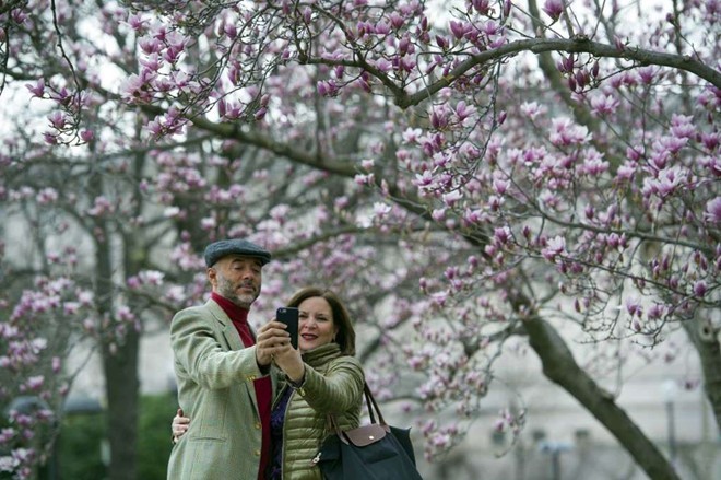 Hoa Tulip Magnolia đã nở tại thủ đô Washington D.C. (Mỹ), sớm vài tuần so với những năm trước. Ảnh: AP.